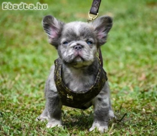 French bull dog for sale or adoption
