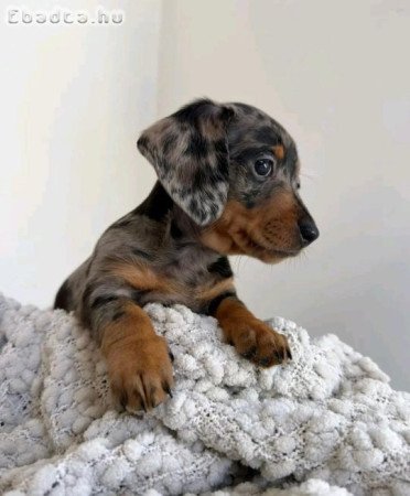 Dachshund Dachshund for adoption