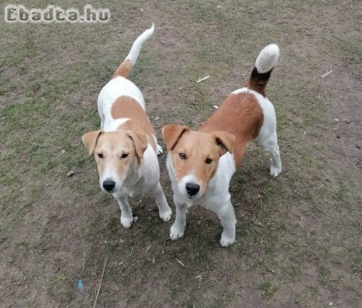 Foxi jellegű kölyök