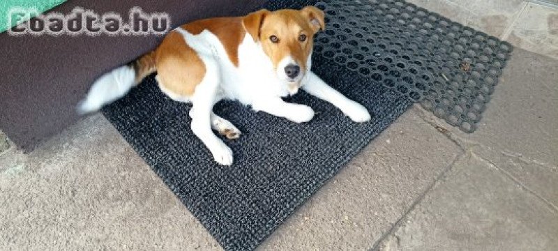 Foxi jellegű kölyök