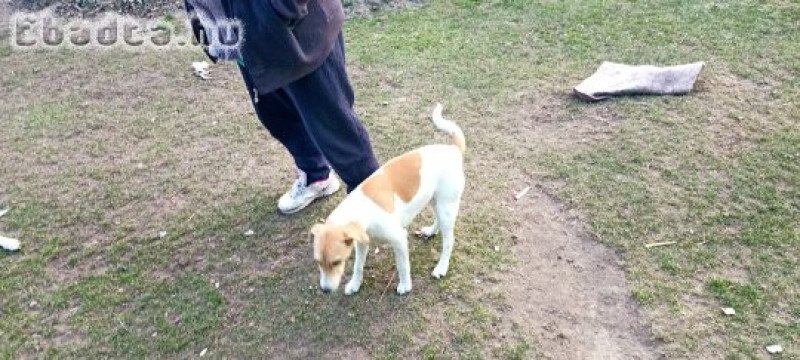 Foxi jellegű kölyök