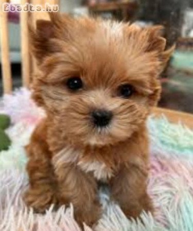 Mini yorki kiskutyák