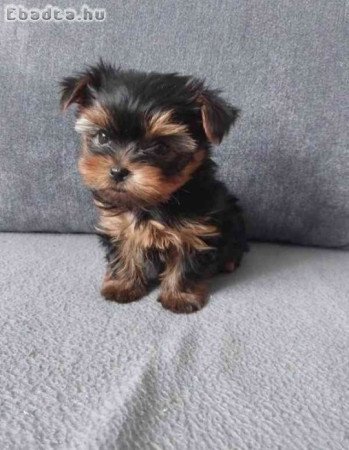 Mini yorki kiskutyák