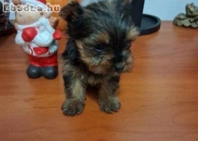 Mini yorki kiskutyák