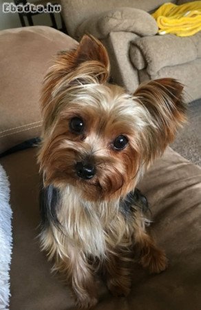 Mini yorki kiskutyák