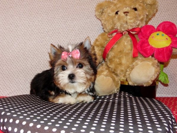 Biewer Yorkshire Terrier Yorki