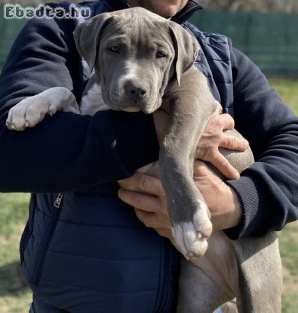 ABKC American Bully XL kék színű kislány!