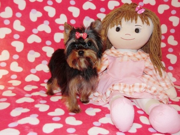 Yorkshire Terrier, Yorki