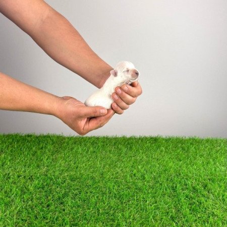 West Highland White terrier