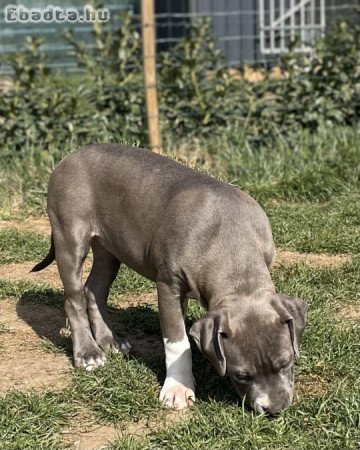 ABKC American Bully XL kék színű kislány!