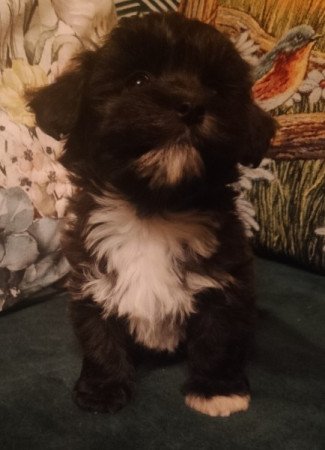 Bichon havanese