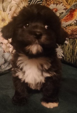 Bichon havanese