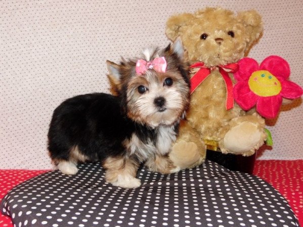 Biewer Yorkshire Terrier Yorki