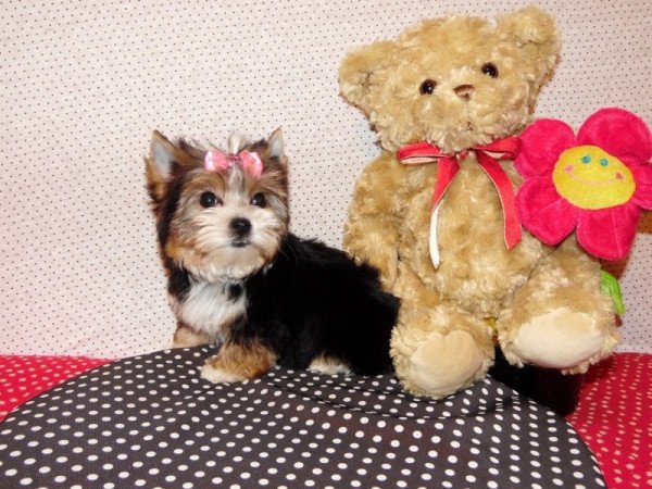 Biewer Yorkshire Terrier Yorki