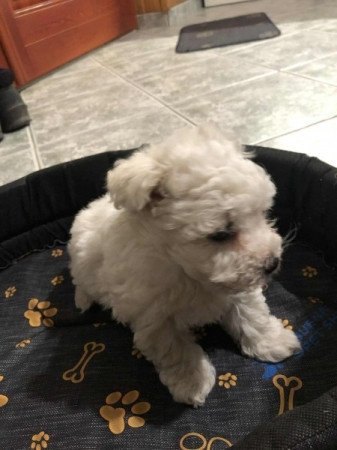 Bichon Havanese