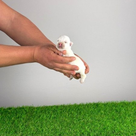 West Highland White terrier