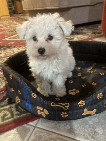 Bichon Havanese