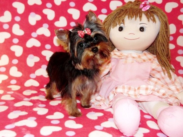 Yorkshire Terrier, Yorki