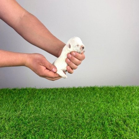 West Highland White terrier