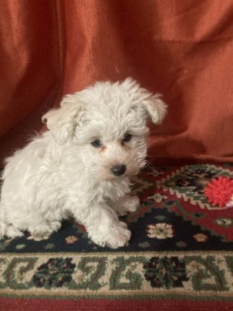 Bichon Havanese