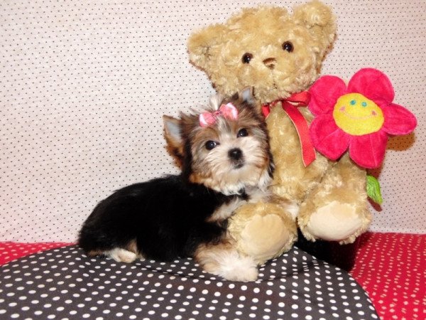 Biewer Yorkshire Terrier Yorki