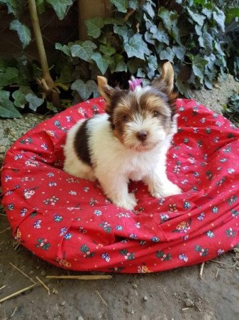 Yorkshire terrier biewer csoki