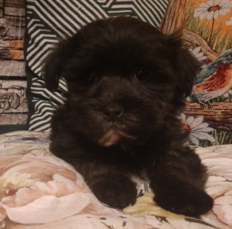 Bichon havanese