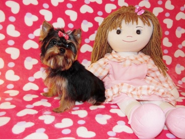 Yorkshire Terrier, Yorki