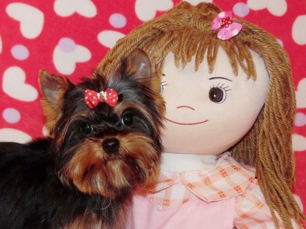 Yorkshire Terrier, Yorki