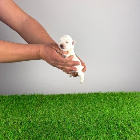 West Highland White terrier