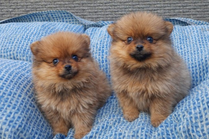 pomerániai törpespicc fajtatiszta jellegű mini pomi
