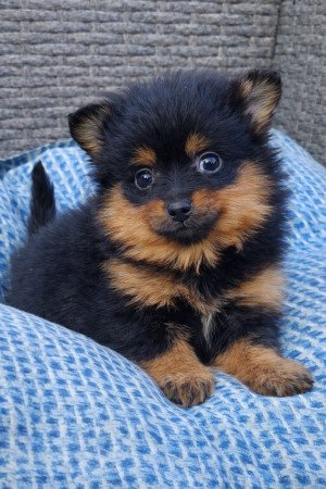 pomerániai törpespicc fajtatiszta jellegű mini pomi