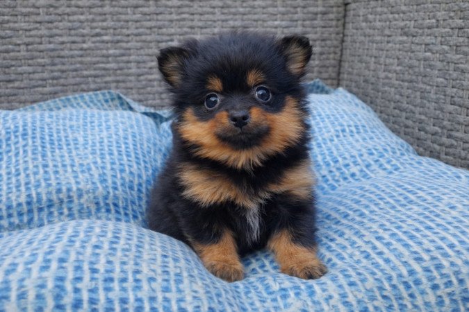 pomerániai törpespicc fajtatiszta jellegű mini pomi
