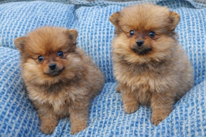 pomerániai törpespicc fajtatiszta jellegű mini pomi