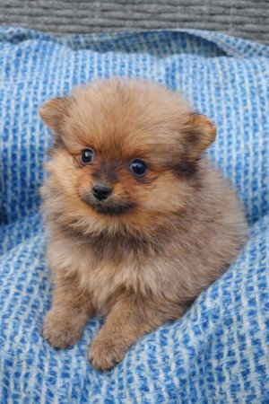 pomerániai törpespicc fajtatiszta jellegű mini pomi