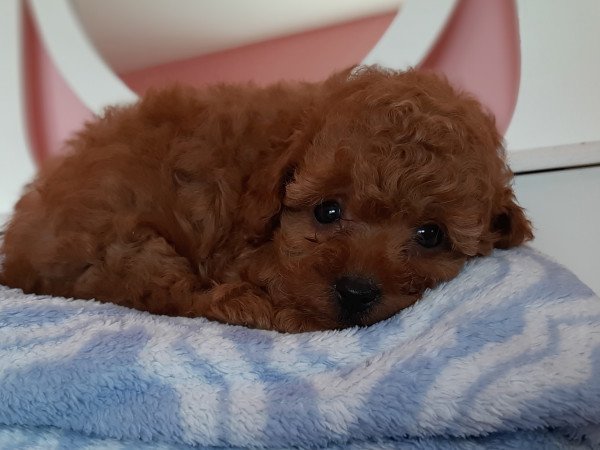 toy uszkár eladó kiskutyák