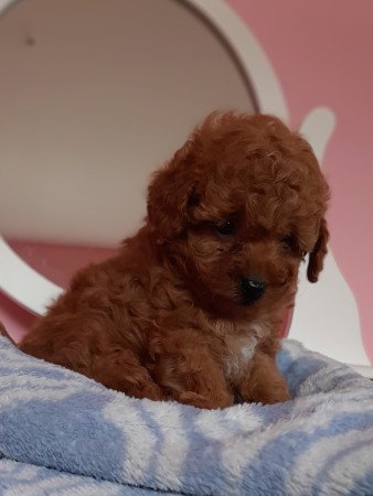 toy uszkár eladó kiskutyák