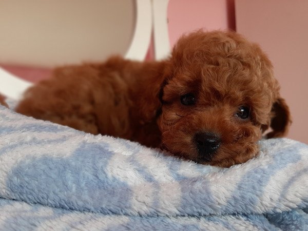 toy uszkár eladó kiskutyák