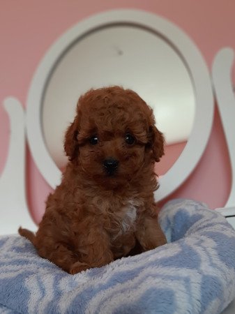 toy uszkár eladó kiskutyák