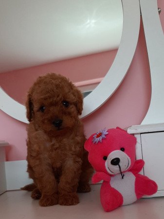 toy uszkár eladó kiskutyák