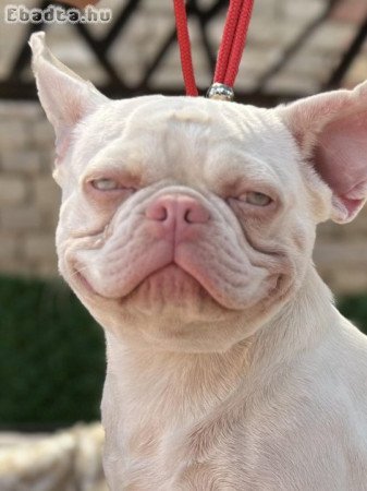 PINK FRENCH BULLDOG