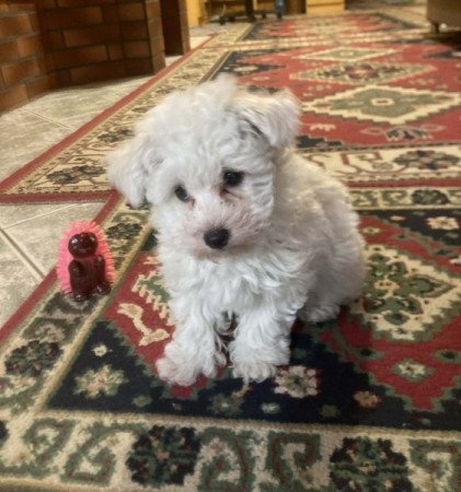Bichon Havanese