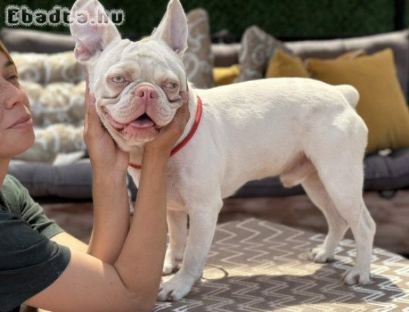 PINK FRENCH BULLDOG