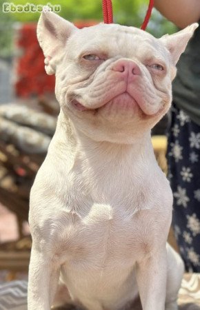 PINK FRENCH BULLDOG