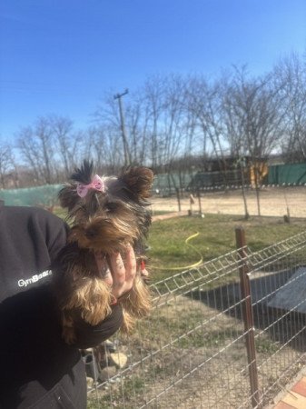 Yorkshire terrier