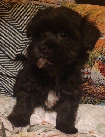 Bichon havanese