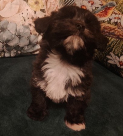 Bichon havanese