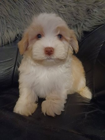 bichon havanese