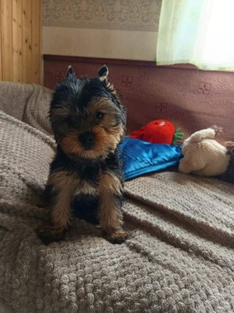 Yorkshire terrier