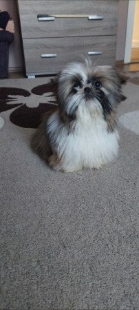 Shih -tzu